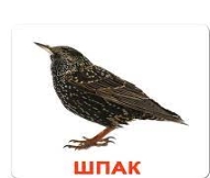 Картки Домана "Птахи" українською Вундеркінд з пелюшок - Картки Домана